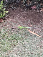 Ameiva ameiva