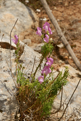Antirrhinum tortuosum