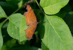 Ariadne ariadne pallidior