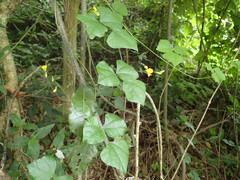 Rhynchosia caribaea