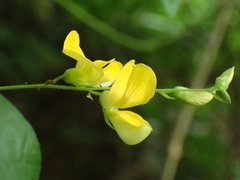 Rhynchosia caribaea