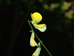 Rhynchosia caribaea