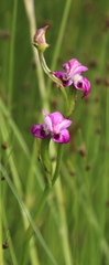 Disperis paludosa