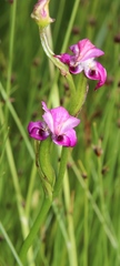 Disperis paludosa