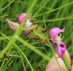 Disperis paludosa