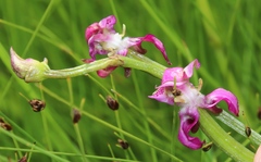 Disperis paludosa