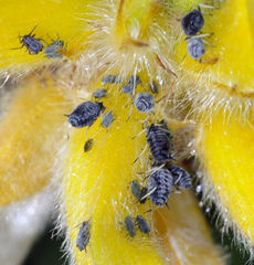 Aphis cytisorum
