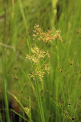 Cyperus denudatus