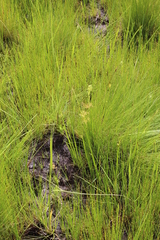 Cyperus denudatus