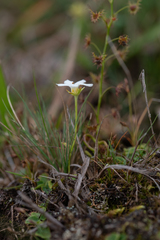 Parnassia mysorensis