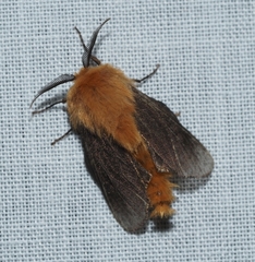 Lomera xanthochrysa