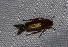 Dichelonyx canadensis