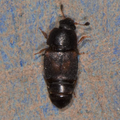 Caplothorax lugubris