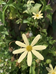 Senecio macroglossus