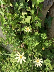 Senecio macroglossus