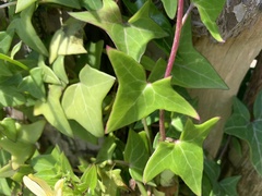 Senecio macroglossus