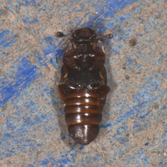 Caplothorax lugubris