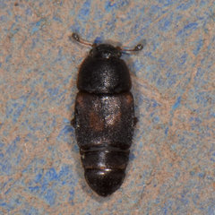 Caplothorax lugubris