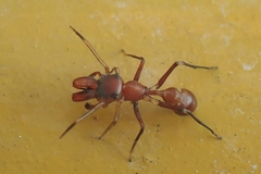 Myrmarachne formosicola