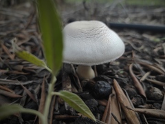 Leucoagaricus leucothites