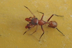 Myrmarachne formosicola
