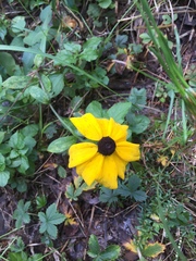 Sanvitalia procumbens