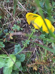 Sanvitalia procumbens