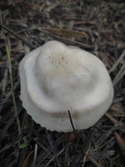 Leucoagaricus leucothites
