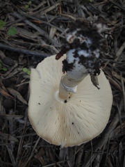 Leucoagaricus leucothites