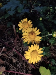 Chrysanthemum indicum