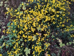 Chrysanthemum indicum