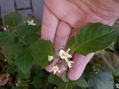 Solanum nigrum