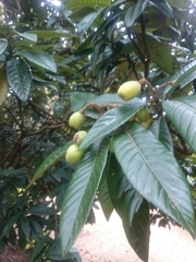 Tetracera