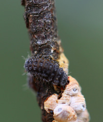 Rhyzobius ventralis