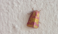 Psectrotarsia euposis