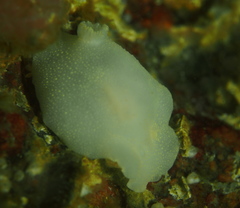 Cadlina laevis