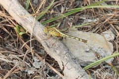 Diplacodes trivialis