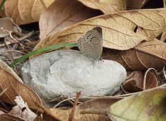 Pseudozizeeria maha okinawana