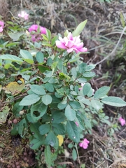 Rosa chinensis