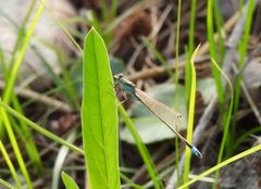 Ischnura senegalensis