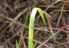 Ischnura senegalensis