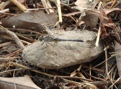 Diplacodes trivialis