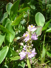 Pontederia sagittata