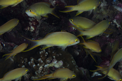 Pseudanthias huchtii