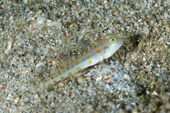 Valenciennea puellaris