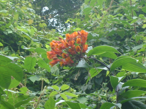 Bomarea acutifolia (Bomarea acutifolia)
