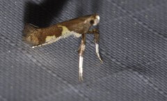 Caloptilia umbratella
