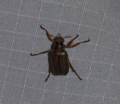 Dichelonyx canadensis