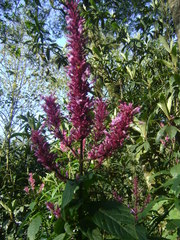 Odontonema callistachyum