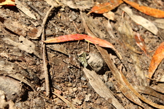 Catasticta semiramis